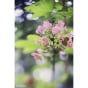 Lensbaby Composer PRO II for Canon with Edge 50   #CLEARANCE