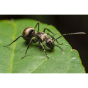 LAOWA 50mm f/2.8 2X Ultra Macro APO Micro Four Thirds VE5028MFT