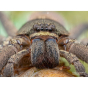 LAOWA 50mm f/2.8 2X Ultra Macro APO Micro Four Thirds VE5028MFT