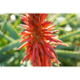 SONY FE 40mm F2.5 G Full-frame Ultra-compact G Lens