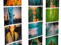 LOMOGRAPHY FotoClips