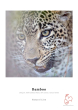HAHNEMUHLE Bamboo 290GSM 8.5" x 11" - 25 Sheets